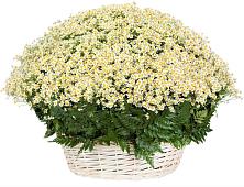 Цветочная композиция из Ромашки в корзине #REPLACE_PRED# Белоозерский